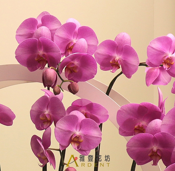 努力成功生日蝴蝶蘭組合