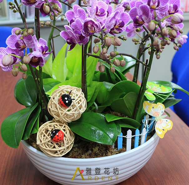 心領神悟陞官蝴蝶蘭花禮