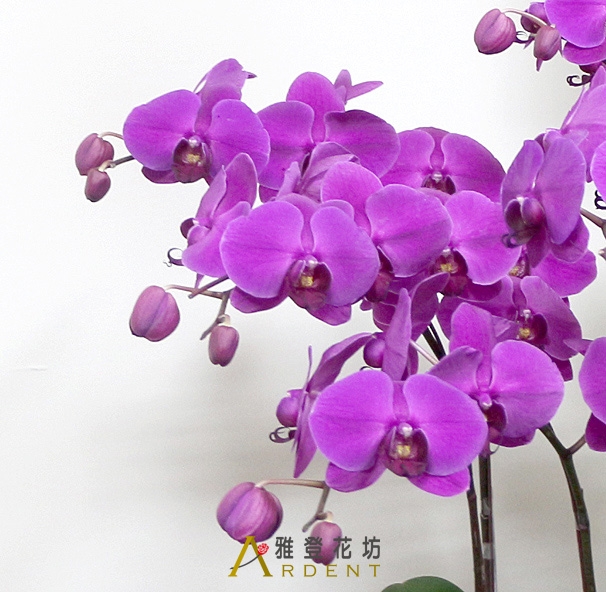 外方內圓工商界公關蝴蝶蘭