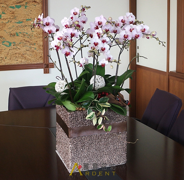 拓土開疆新創事業祝賀蝴蝶蘭