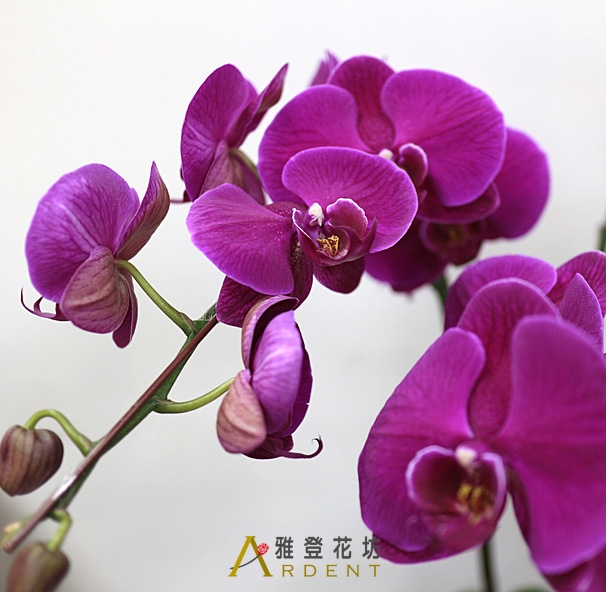 財源滾滾世貿展覽祝賀蝴蝶蘭
