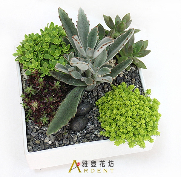 雅登花坊為台北市實體花店及網路七夕情人節訂花服務 提供情人花束玫瑰花束蝴蝶蘭盆景桌花束 情人花禮 生日花束 開幕盆景 高架花籃 蝴蝶蘭盆景 開運竹 花禮線上訂購代客 送花遞送全台灣的花店 雅登花坊為台北市實體花店及網路七夕情人節訂花服務 提供情人花束玫瑰花束蝴蝶蘭盆景桌花束 情人花禮 生日花束 開幕盆景 高架花籃 蝴蝶蘭盆景 開運竹 花禮線上訂購代客 送花遞送全台灣的花店
