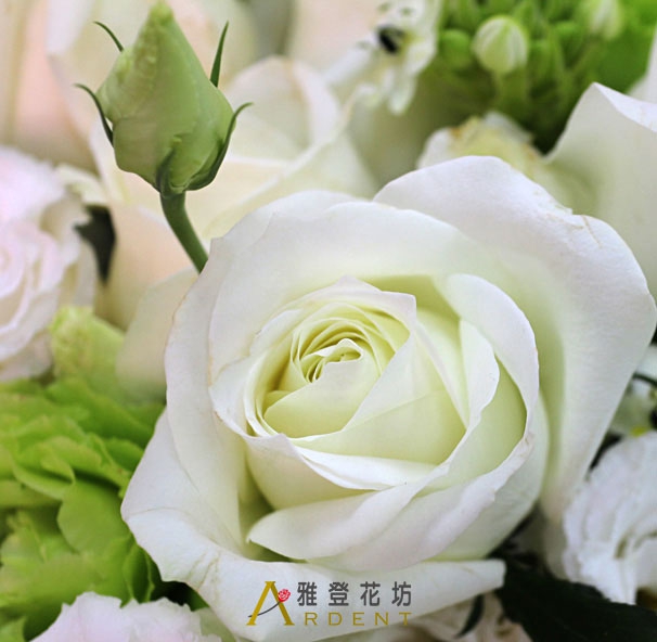 台北市情人生日玫瑰盆花