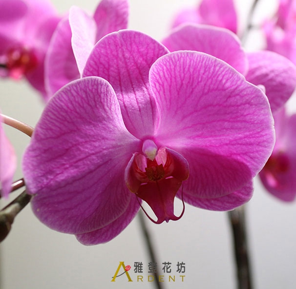 新居榮陞開幕桌上蝴蝶蘭