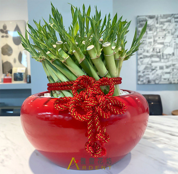 可水養的開運竹植物－照顧簡單好維護